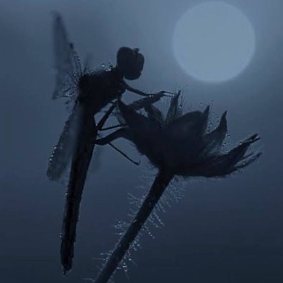 Meet your Posher, Belinda stewart - Picture 1 of 1